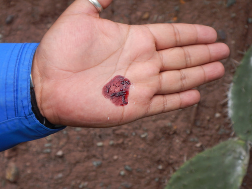 True cochineal bug photo 4