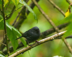 Diglossa albilatera