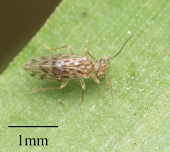 Ectopsocus strauchi