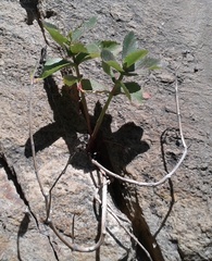 Hylotelephium maximum maximum