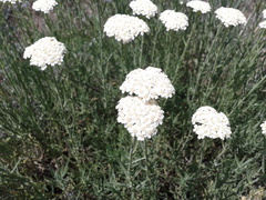 Achillea ochroleuca