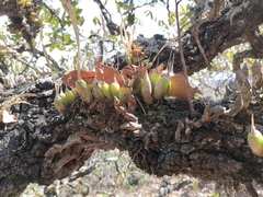 Prosthechea micropus