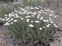 Achillea ochroleuca