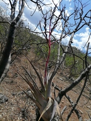 Tillandsia huamelulaensis