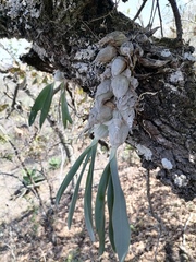 Prosthechea karwinskii