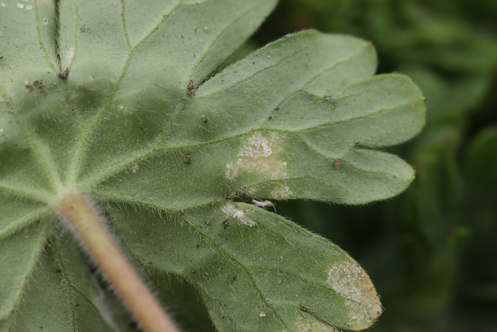 Plasmopara pusilla