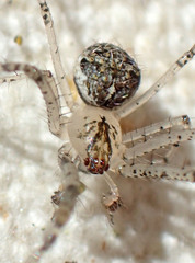 Mimetus eutypus