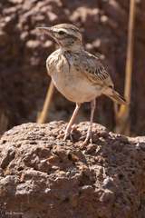 Galerida modesta nigrita