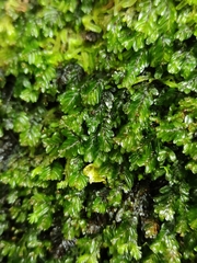 Hymenophyllum caespitosum