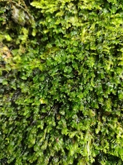 Hymenophyllum caespitosum