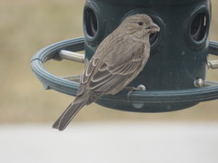 Haemorhous mexicanus