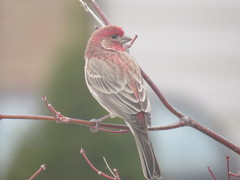 Haemorhous mexicanus