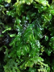 Hymenophyllum caespitosum