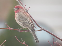 Haemorhous mexicanus