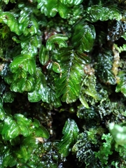 Hymenophyllum caespitosum