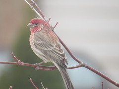 Haemorhous mexicanus