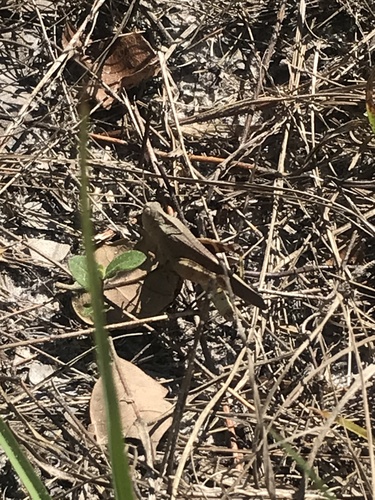 Southern Yellowwinged Grasshopper photo 6