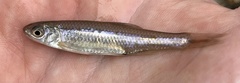 Notropis amoenus