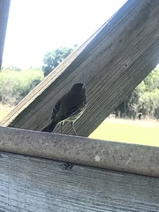 Setophaga palmarum image