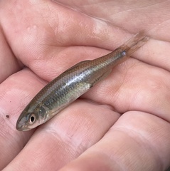 Notropis amoenus