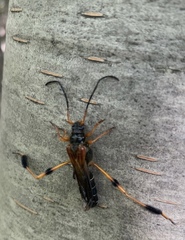 Callisphyris leptopus