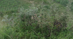 Berkheya bipinnatifida