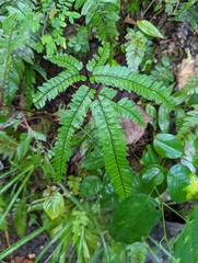 Adiantum pyramidale