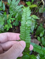 Adiantum pyramidale