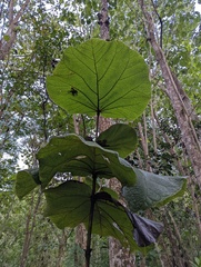 Coccoloba pubescens