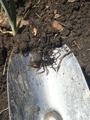 Cyclocosmia truncata