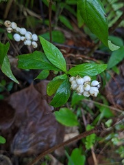Gonzalagunia hirsuta