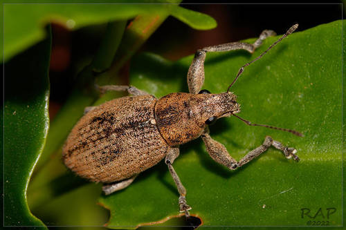 Naupactus versatilis