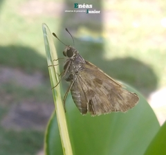 Polites vibex catilina