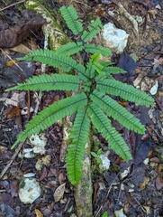 Adiantum pyramidale
