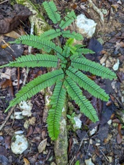 Adiantum pyramidale