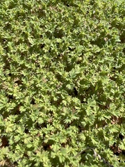 Alchemilla occidentalis