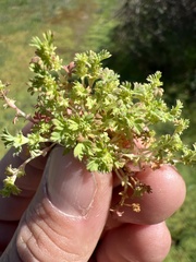 Alchemilla occidentalis