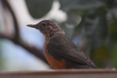 Turdus rufiventris