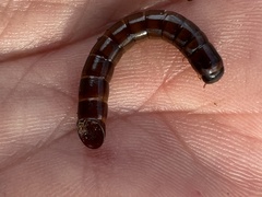 Meracantha contracta