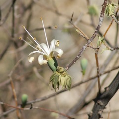 Ceiba aesculifolia