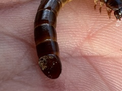 Meracantha contracta