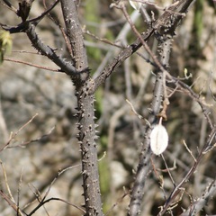 Ceiba aesculifolia