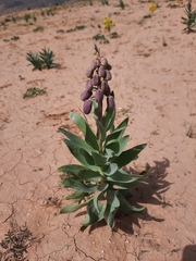 Fritillaria persica