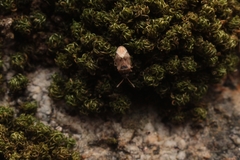 Hyalochilus ovatulus