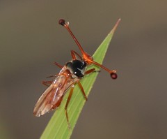 Diopsis longicornis