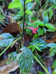 Ruellia coccinea