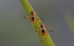 Diopsis longicornis