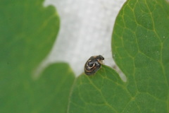 Clitostethus arcuatus