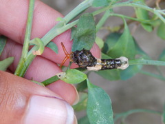 Heraclides thoas brasiliensis