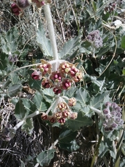 Asclepias californica